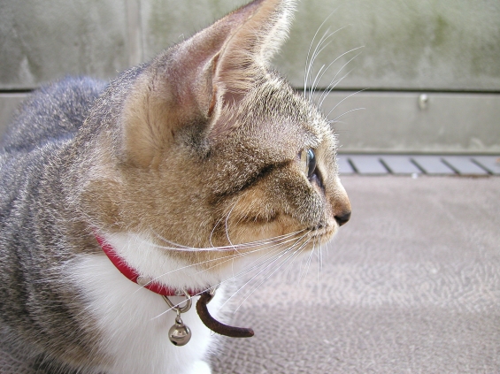 Cat pictures｜横顔