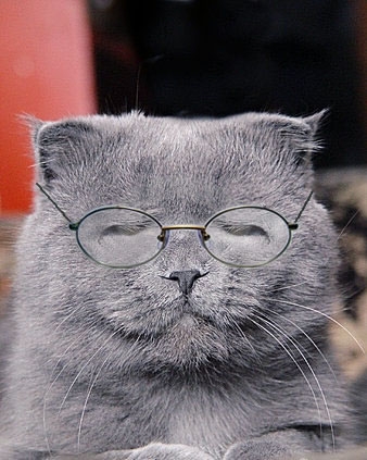 Cat pictures｜眼鏡をかけてみました