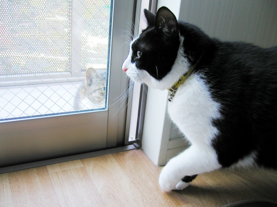 Cat pictures｜げんちゃん、外！窓の外！