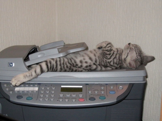 Cat pictures｜コピー機の上は暖かいにゃーん