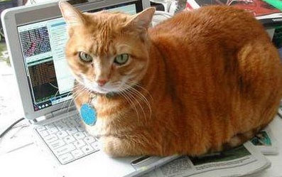 Cat pictures｜猫はなぜキーボードが好きなのか？