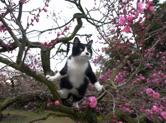 Cat pictures｜梅の木に登ってドヤ顔の猫さん