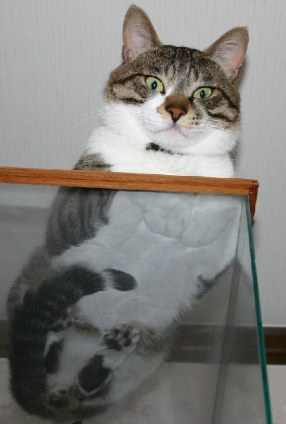 Cat pictures｜くはー(✪ω✪)