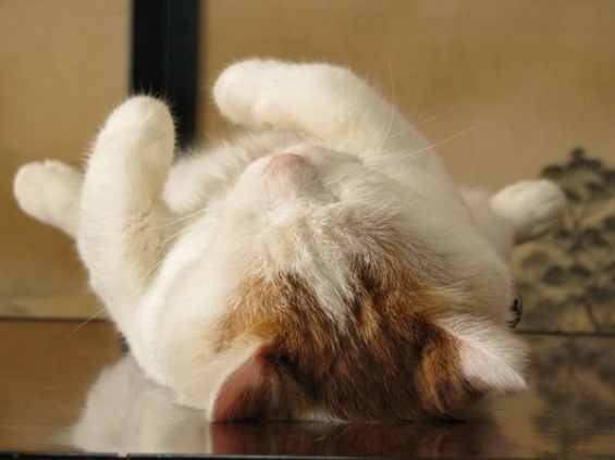 Cat pictures｜かご猫（眠る）