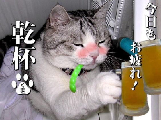 Cat pictures｜ウィ～ピ！！～～この季節はビールにゃん♪