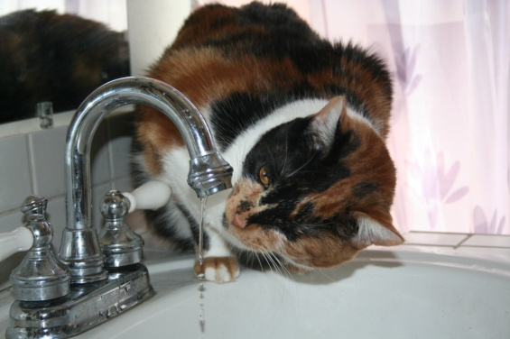 Cat pictures｜お水を飲みます。