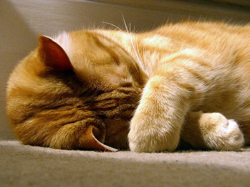 Cat pictures｜眠いのっ