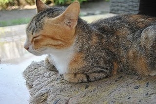 Cat pictures｜眠り猫