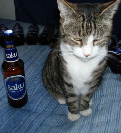 Cat pictures｜うーん飲みたい