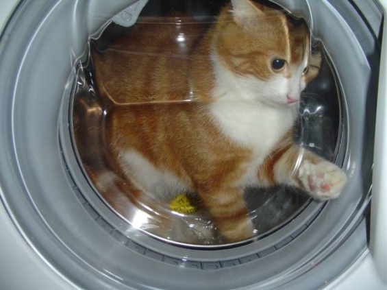 Cat pictures｜洗わないでー