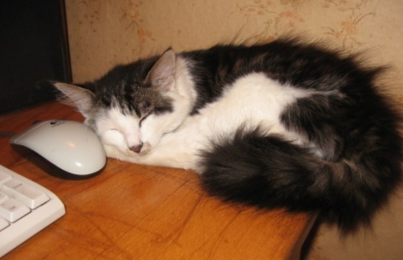 Cat pictures｜マウスの隣って寝心地いいわー