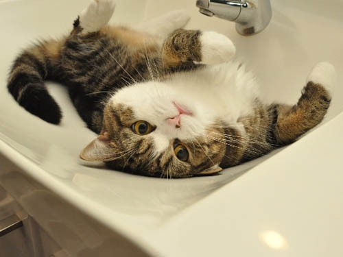 Cat pictures｜洗ってー