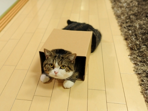 Cat pictures｜箱が好き