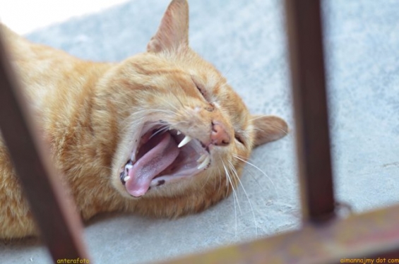 Cat pictures｜超眠いっ