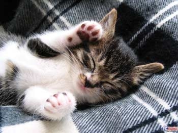 Cat pictures｜眠いっ
