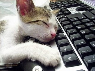 Cat pictures｜最近残業続きで・・・