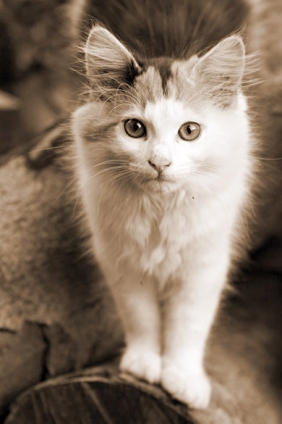 Cat pictures｜シャキ
