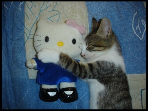 Cat pictures｜憧れのキティちゃん