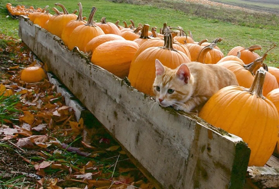 Cat pictures｜かぼちゃのふりー