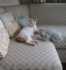 Cat pictures｜このソファー寝心地がいいわー