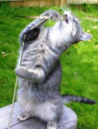 Cat pictures｜シャウト！！！！！！