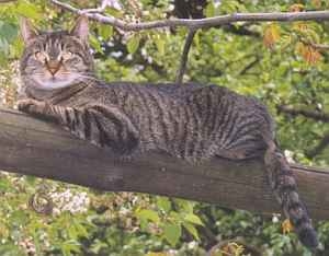 Cat pictures｜木の上で休憩中
