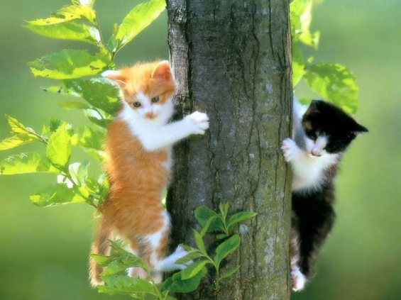 Cat pictures｜木のぼりー