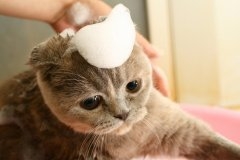 Cat pictures｜アワアワ