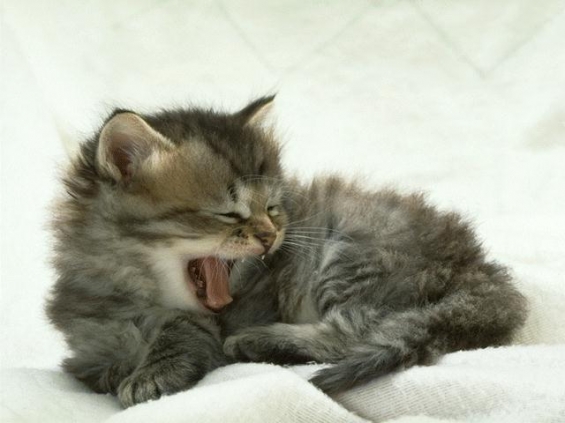 Cat pictures｜ひゃー眠い