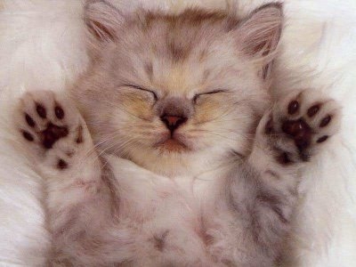 Cat pictures｜熟睡っ