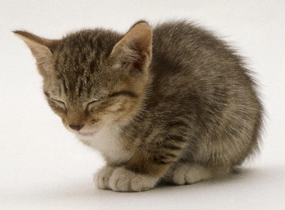 Cat pictures｜超眠い！