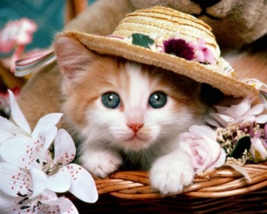 Cat pictures｜帽子が似合うでしょ？
