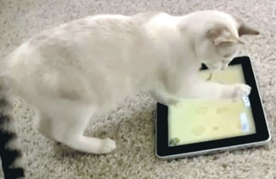 Cat pictures｜ipad楽しいにゃ