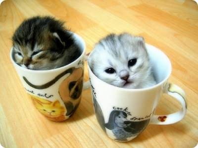 Cat pictures｜ティーカップサイズ