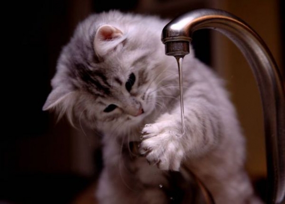 Cat pictures｜外から帰ったらうがい・手洗い！