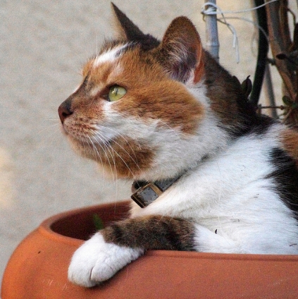 Cat pictures｜植木鉢がシエスタの指定席