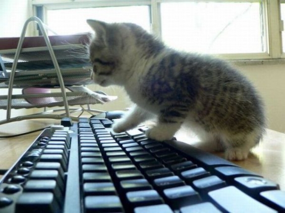 Cat pictures｜キーボードって大きいね