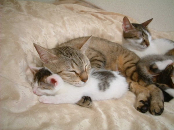 Cat pictures｜抱き枕にちょうどいいサイズ