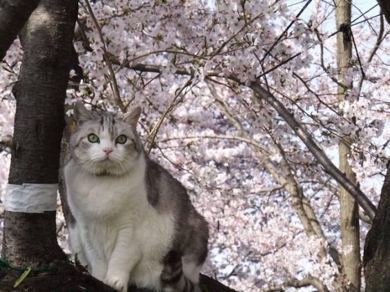 Cat pictures｜桜がキレイだにゃ☆