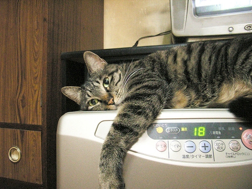 Cat pictures｜ヒーターの上は最高だにゃー