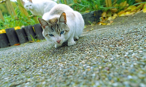 Cat pictures｜ぬぬ・・・