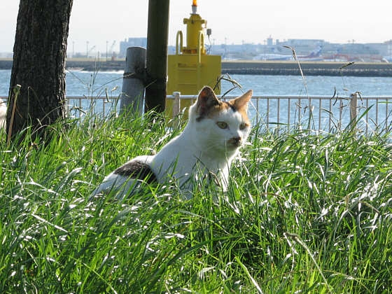 Cat pictures｜海辺の野良ちゃん