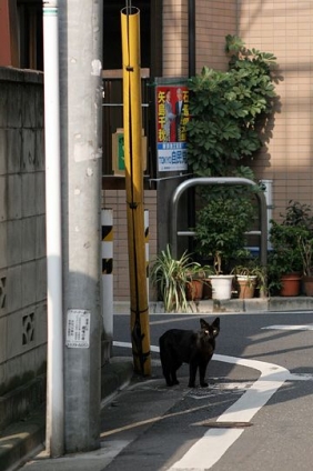 Cat pictures｜黒ねこ
