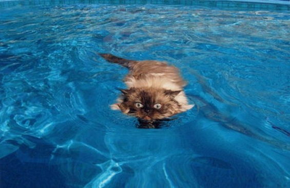 Cat pictures｜水泳ねこ