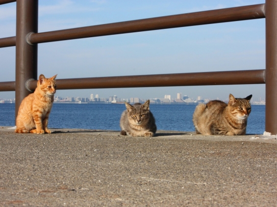 Cat pictures｜海風は気持ちいいにゃー