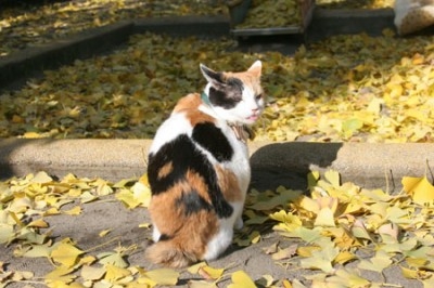 Cat pictures｜秋ですな