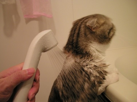 Cat pictures｜シャワー