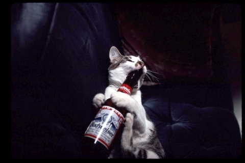 Cat pictures｜酒や酒！
