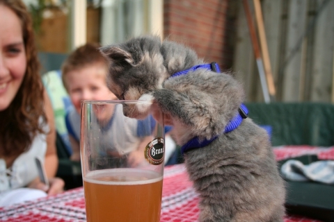 Cat pictures｜ビール飲ませてー