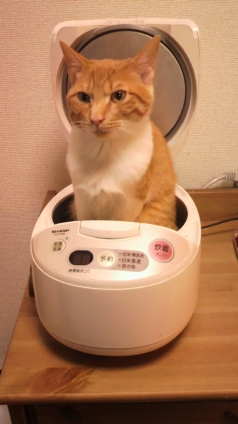 Cat pictures｜ねこ炊飯
